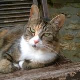 Picture of cat lost at Gretz Armainvilliers