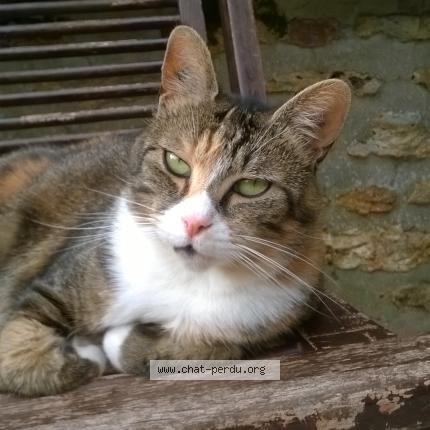 Photo 1/1 DAISY Chat lost in Gretz armainvilliers