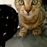 Picture of cat lost at Ornans