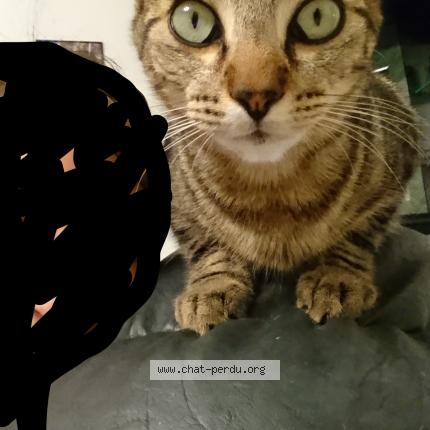 Photo 1/1 Cacahuète Chat lost in Ornans