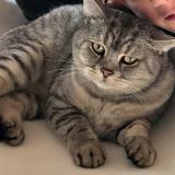 Picture of cat lost at Floing