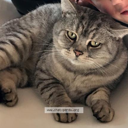 Photo 1/1 Jaz Chat lost in Floing