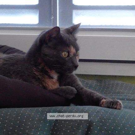 Photo 1/1 Popeye Chat lost in Corbas