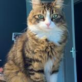 Picture of cat lost at Seynod