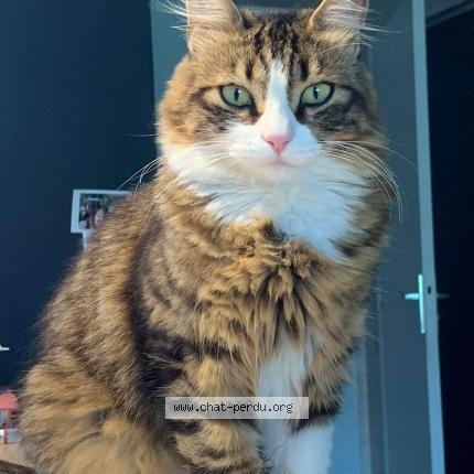 Photo 1/1 Nelson Chat lost in Seynod