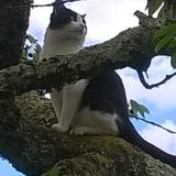 Picture of cat lost at Pau