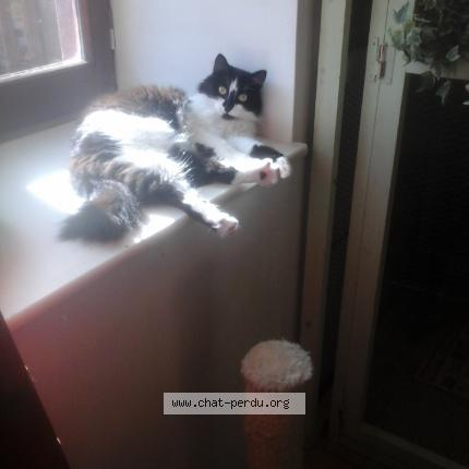 Photo 1/1 CHACRA Chat lost in Bard