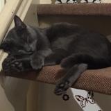 Picture of cat lost at Evry