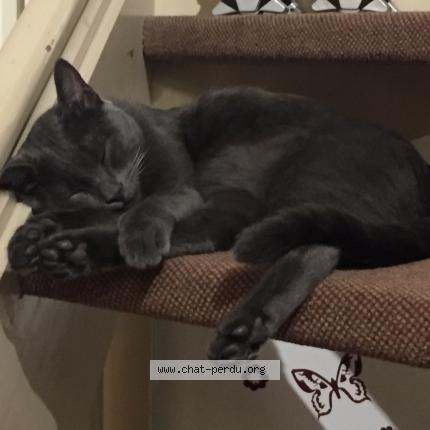 Photo 1/1 Blutch Chat lost in Evry