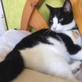 Picture of cat lost at Pessac