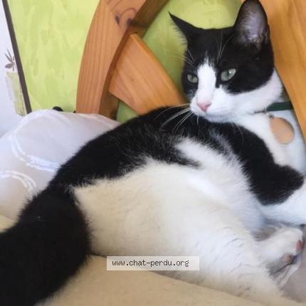 Photo 1/1 NEMO Chat lost in Pessac