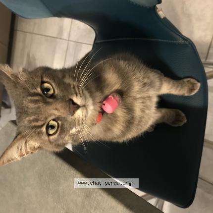 Photo 1/1 Newton Chat lost in La membrolle sur longuenee