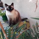 Picture of cat lost at La Destrousse