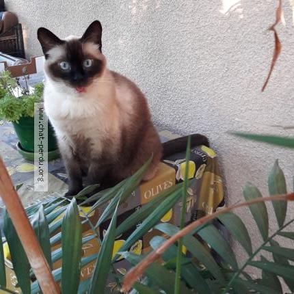 Photo 1/1 Mimi Chat lost in La destrousse