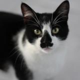 Picture of cat lost at Eysines