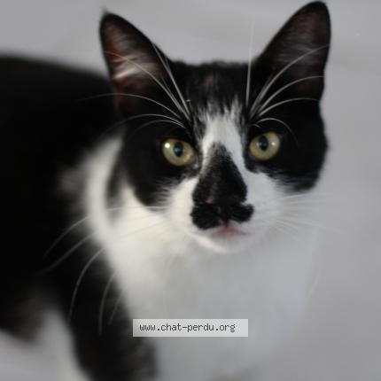 Photo 1/1 Yukio Chat lost in Eysines