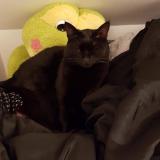 Picture of cat lost at Dampierre En Yvelines