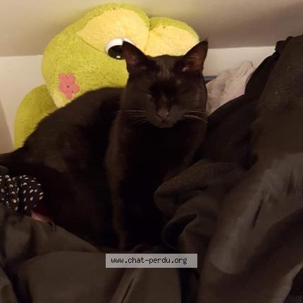 Photo 1/1 CRYPTO Chat lost in Dampierre en yvelines