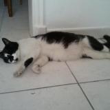 Picture of cat lost at Castelnau Le Lez