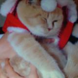 Picture of cat lost at La Bruffiere