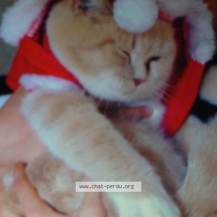 Photo 1/1 Mitsou Chat lost in La bruffiere