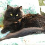 Picture of cat lost at Bethune