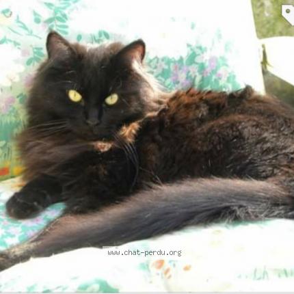 Photo 1/1 Onyx Chat lost in Bethune