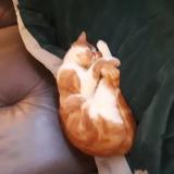 Picture of cat lost at Cherbourg