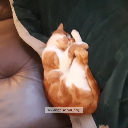 Photo 1/1 Poppy Chat lost in Cherbourg