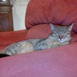 Picture of cat lost at Saint Germain Le Gaillard