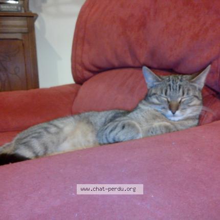 Photo 1/1 LILY Chat lost in Saint germain le gaillard