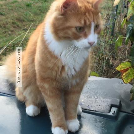 Photo 1/1 Jokari Chat lost in Annecy le vieux