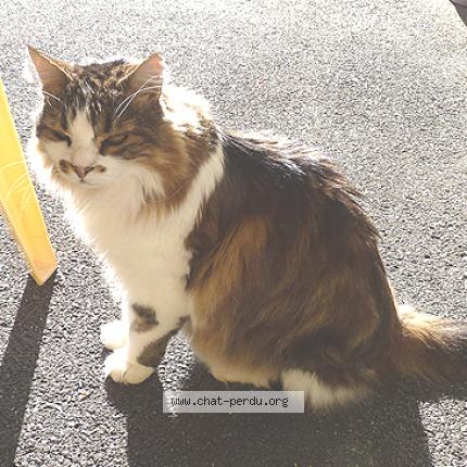 Photo 1/1 fripouille Chat lost in Les fontenelles