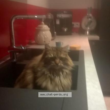 Photo 1/1 Casale Chat lost in Faramans