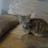 Picture of cat lost at Grisolles