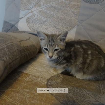 Photo 1/1 Grisouille Chat lost in Grisolles