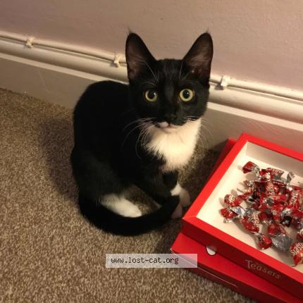 411507 Mazie Cat Lost And Reunited In Stoke On Trent Lost Cat
