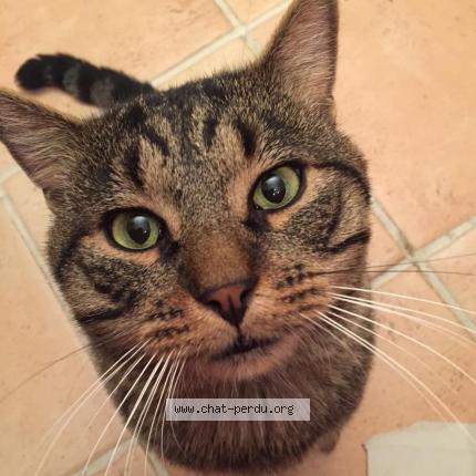 Photo 1/1 Tigrou Chat lost in Rueil malmaison