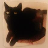 Picture of cat lost at Monnieres