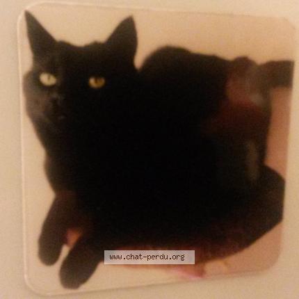 Photo 1/1 Inzo Chat lost in Monnieres