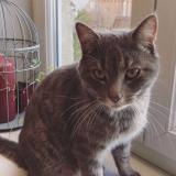 Picture of cat lost at Bievres