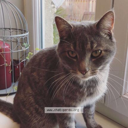 Photo 1/1 Hoppy Chat lost in Bievres