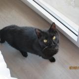 Picture of cat lost at La Balme De Sillingy