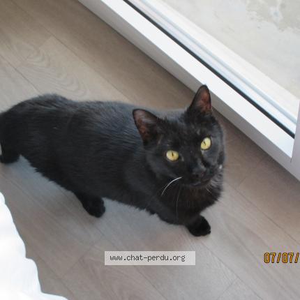 Photo 1/1 Vagabond Chat lost in La balme de sillingy