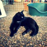 Picture of cat lost at Corsier Sur Vevey