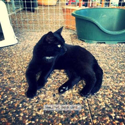 Photo 1/1 Jack Chat lost in Corsier sur vevey