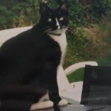 Picture of cat lost at Bondues