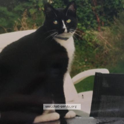 Photo 1/1 Louis Chat lost in Bondues