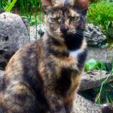 Picture of cat lost at St Vit