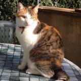 Picture of cat lost at Carpentras
